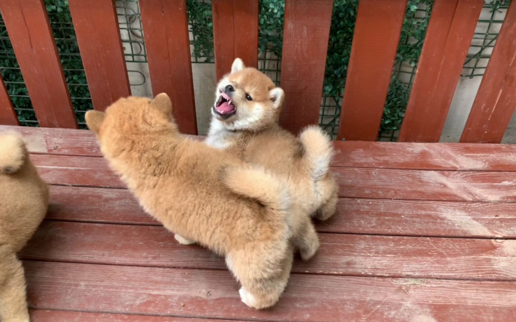 小柴犬出笼撒欢,呲牙咧嘴打起架来谁也不怕,没想到性格挺乖巧!