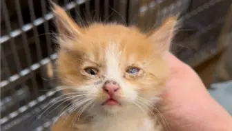绑架电影院里的一窝小猫
