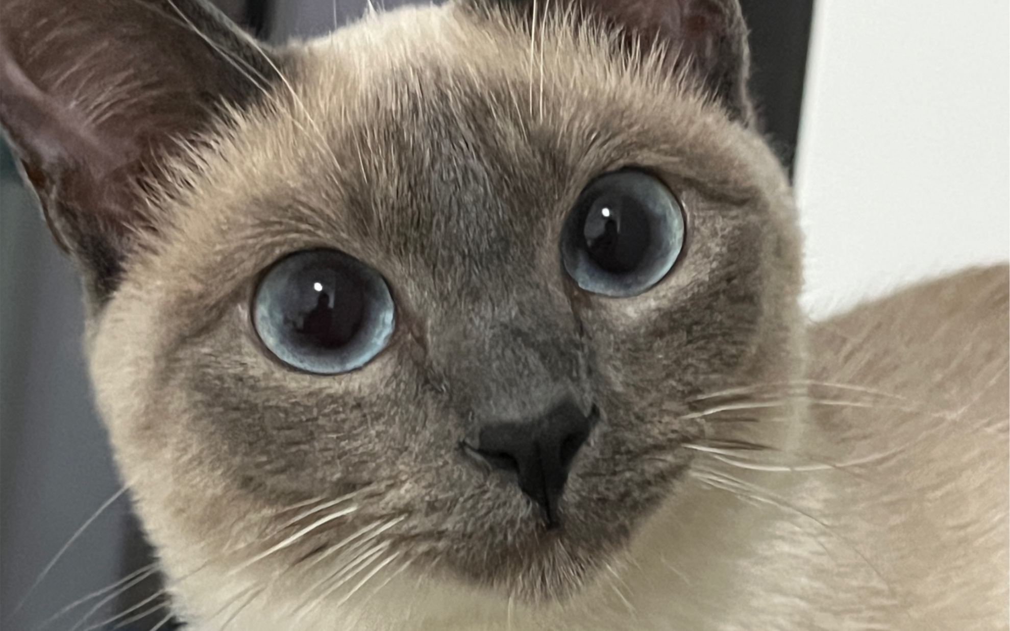 来和小豆泥聊天呀|这是一只喜欢被叫宝贝的暹罗猫|泰国佬语言破解十级