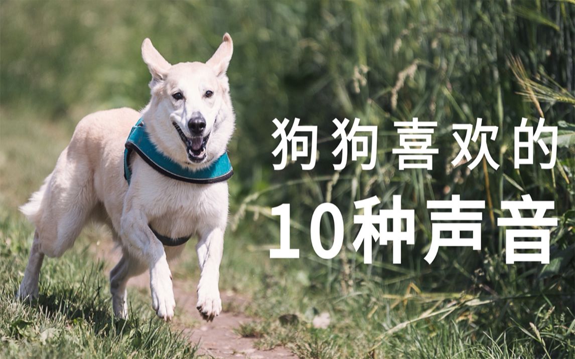 狗狗喜欢的10种声音