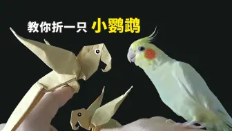 【折纸】教你折一只小鹦鹉，和真鹦鹉放一起，会发生什么?