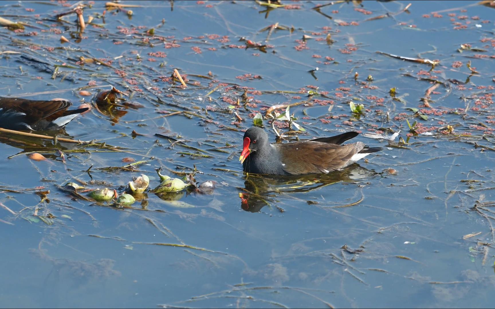 西溪湿地里开启认真干饭模式的黑水鸡 4k60帧