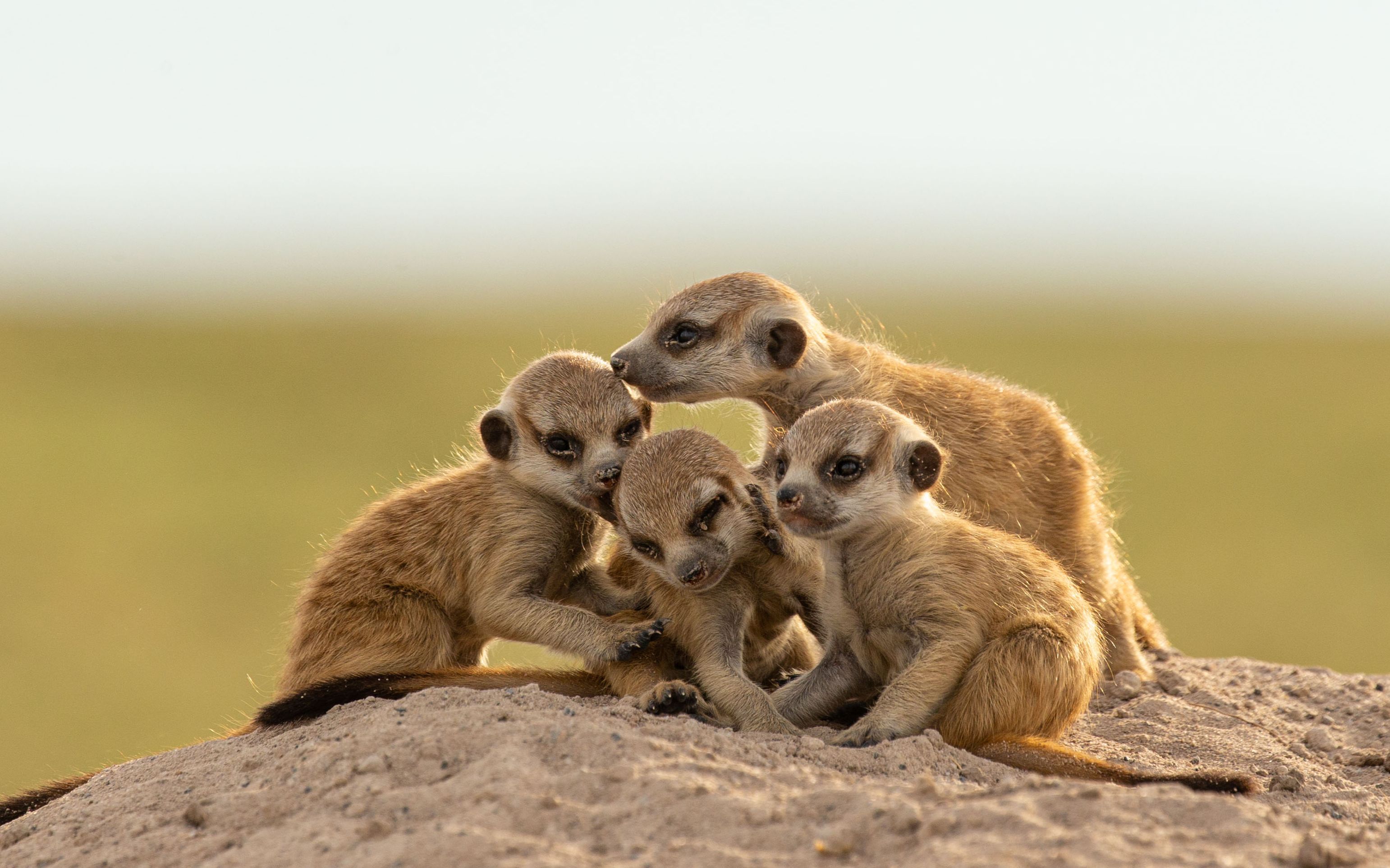 王朝狐獴特辑预告2丁满消消乐这么多狐獴脸盲症犯了