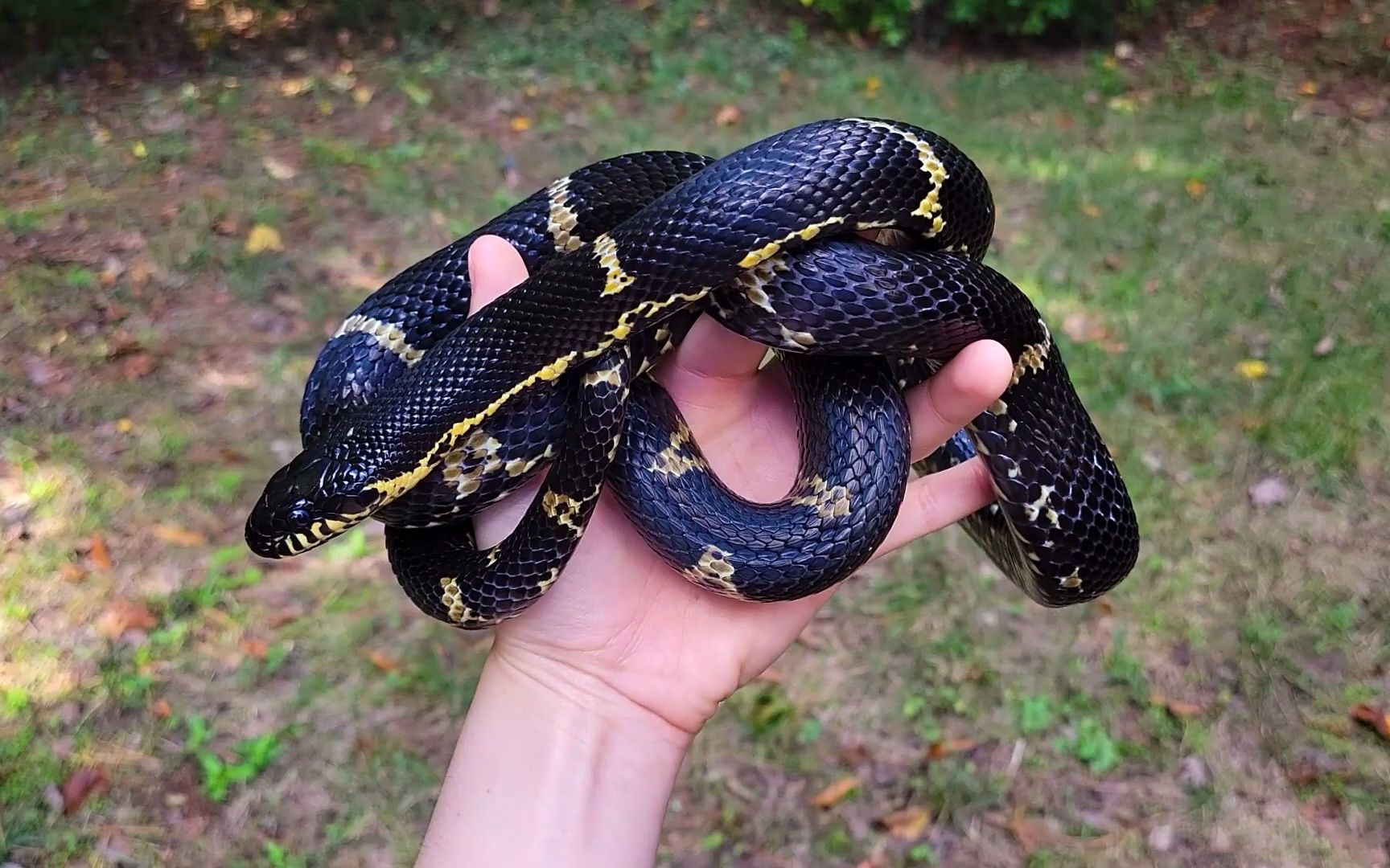 [图]美国玩家收藏的亚洲游蛇 Meet our snakes：Asian rat snakes