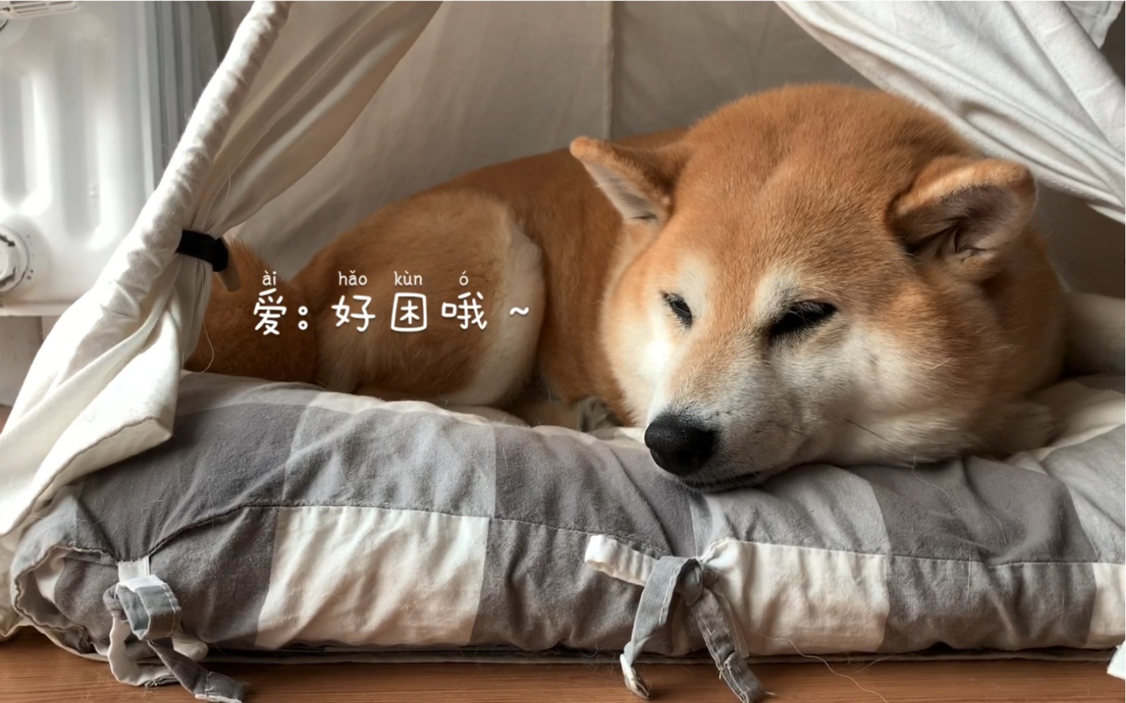 【柴犬】春困秋乏小柴犬哔哩哔哩bilibili