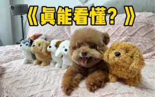 Download Video: 狗为什么喜欢看动画片啊？？？