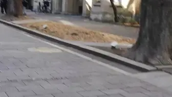 Lynne 日本留学vlog 8 东京生活日常 代代木公园的上午 雨天的新宿御苑是言叶之庭 根津美术馆枫叶狩 代官山 跳蚤市场 茑屋书店 宿舍肉夹馍 东工大交换生 哔哩哔哩 Bilibili