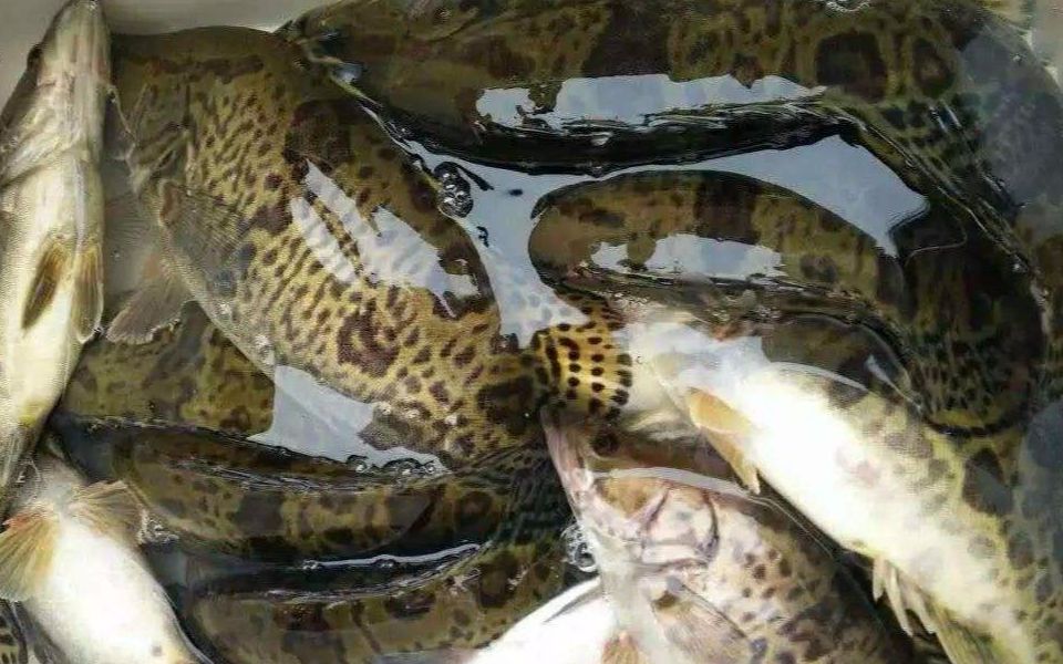 鳜鱼养殖技术鳜鱼养殖教材养殖日间管理技术