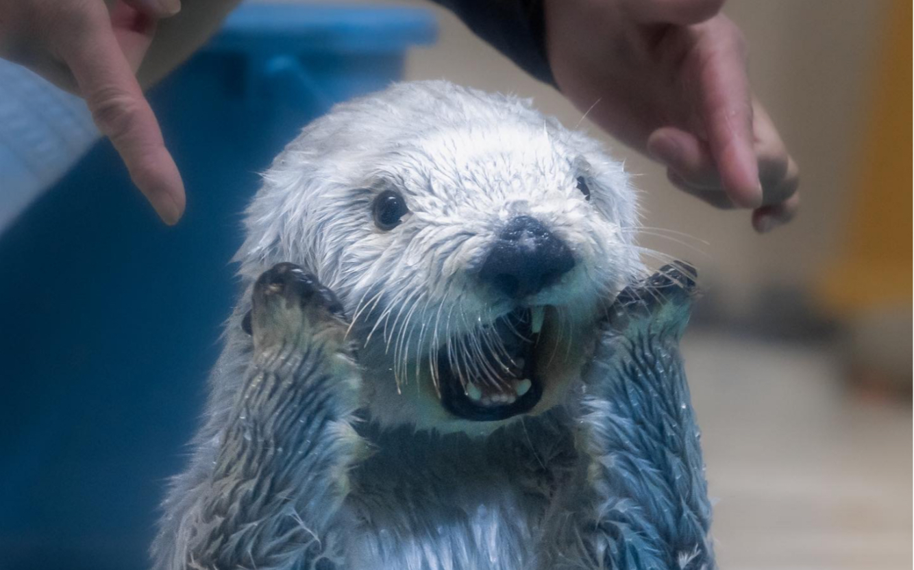 海獭:睡前搽香香,要变更漂亮