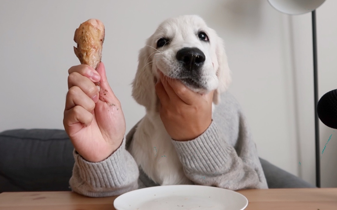 活动作品拥有了双手的小金毛到底吃了几个鸡腿