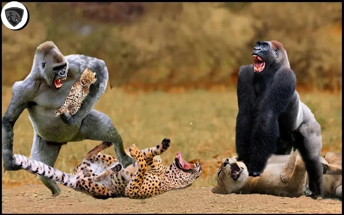 豹子与狒狒大战,狒狒用非凡的力量打败狮子(动物原声)