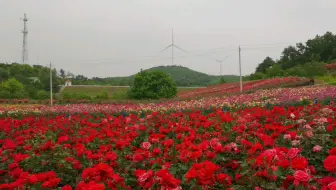 21年5月4日圣境花谷 哔哩哔哩 Bilibili