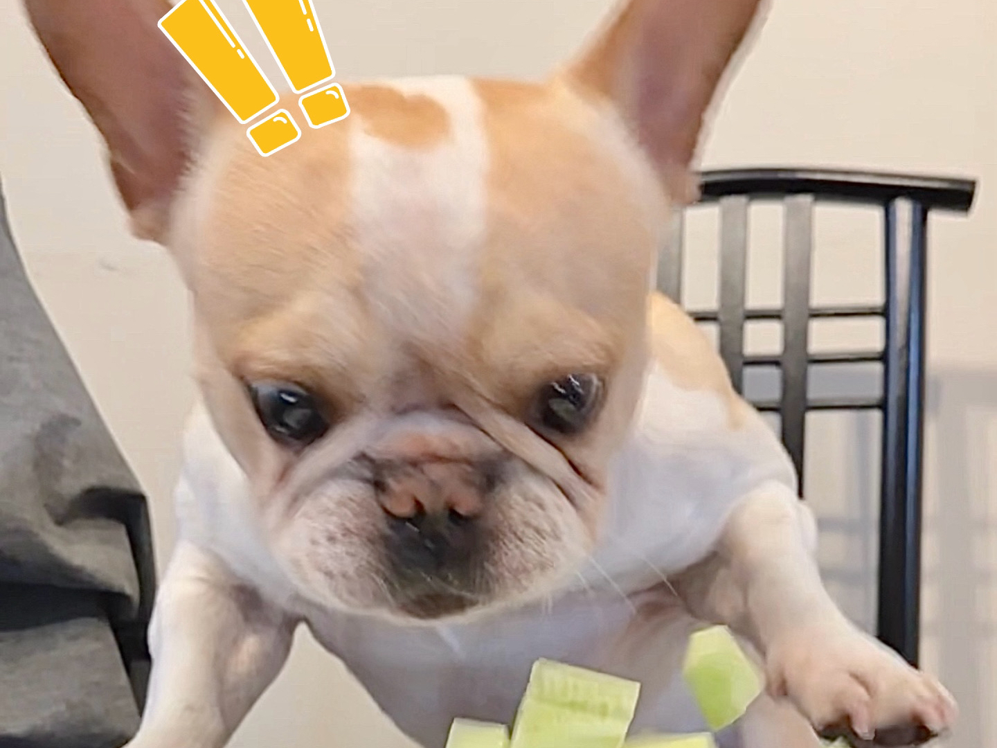 被我拍到了法斗超搞笑的表情