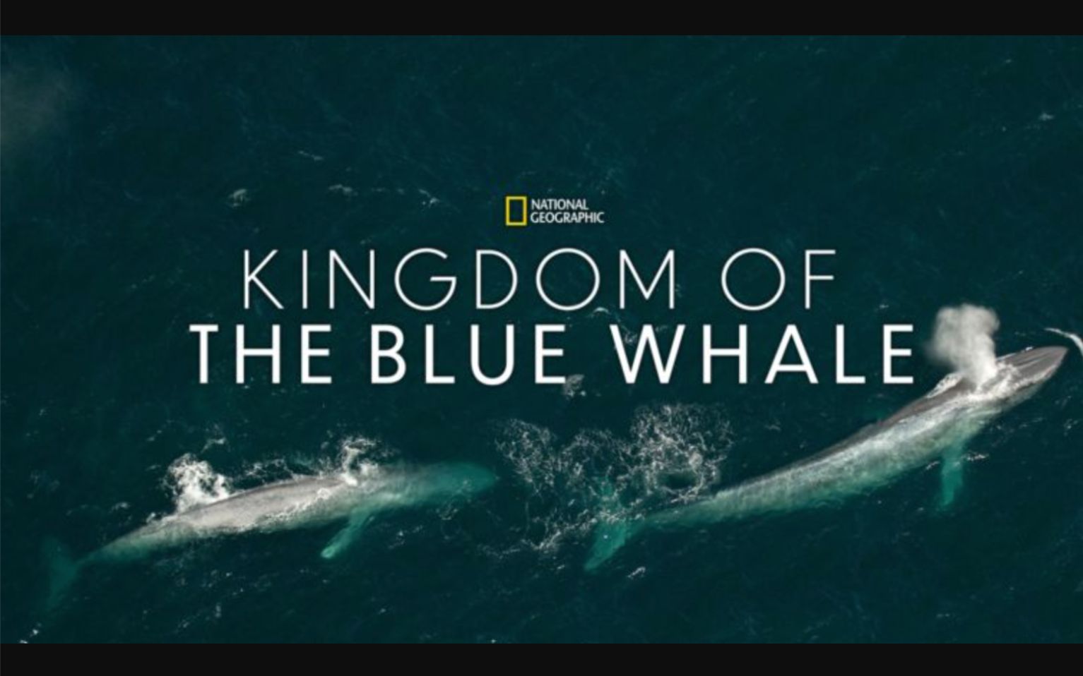 [图][国家地理频道] 蓝鲸王国 1080P中英文双语字幕 Kingdom of the Blue Whale