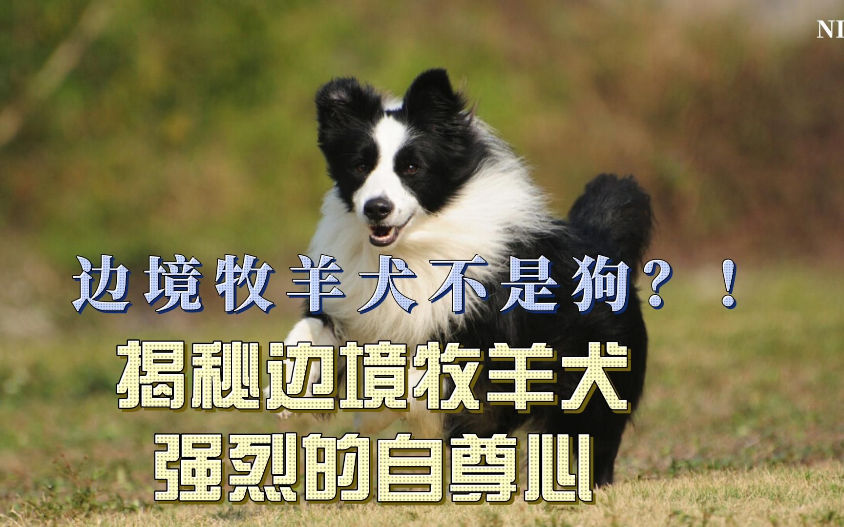 “边境牧羊犬不是狗?!”:揭秘边境牧羊犬强烈的自尊心哔哩哔哩bilibili