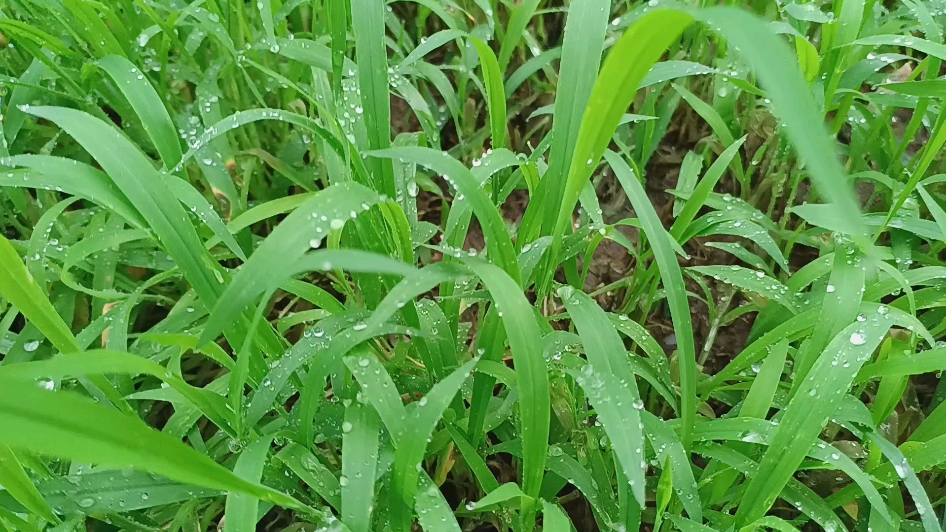 初雨草长,连阴雨,草烂～过犹不及! 就像养花,需要水时给水,这是无为!