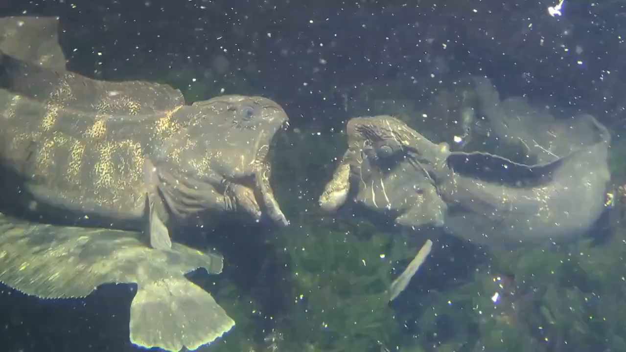 水族馆内处于繁殖期相互示威的雄性狼鳗哔哩哔哩bilibili