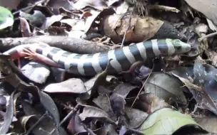 Скачать видео: 横纹肢蛇蜥 Diploglossus fasciatus