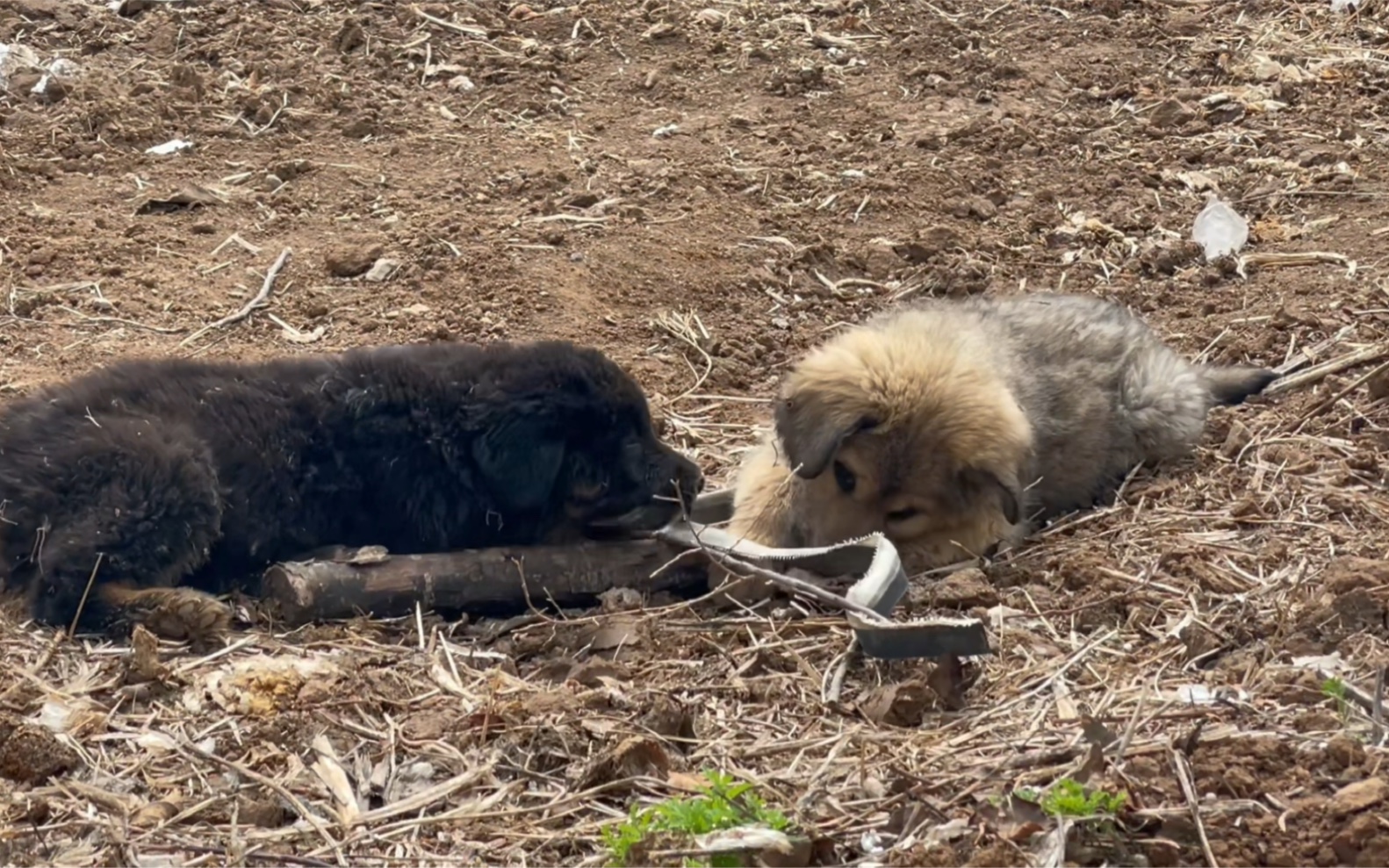 两只流浪藏獒同是一窝,性格却截然不同,小灰简直一个"交际花"