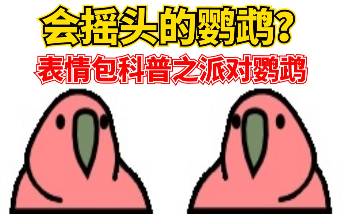 鹦鹉派对表情包图片