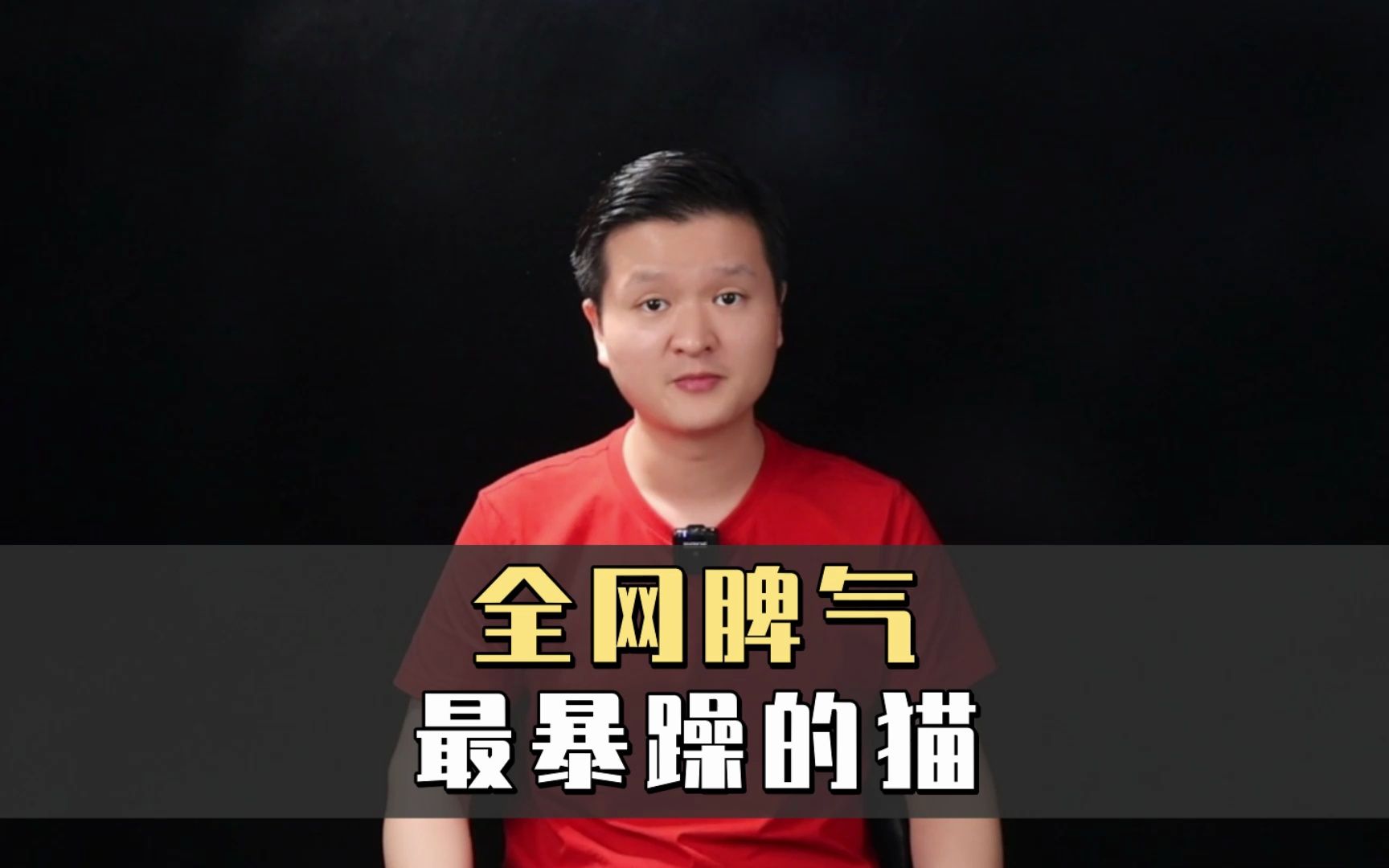 全网脾气最暴躁的猫