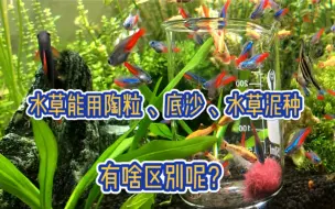 Download Video: 水草泥、陶粒、底沙都能种水草，可区别是什么呢