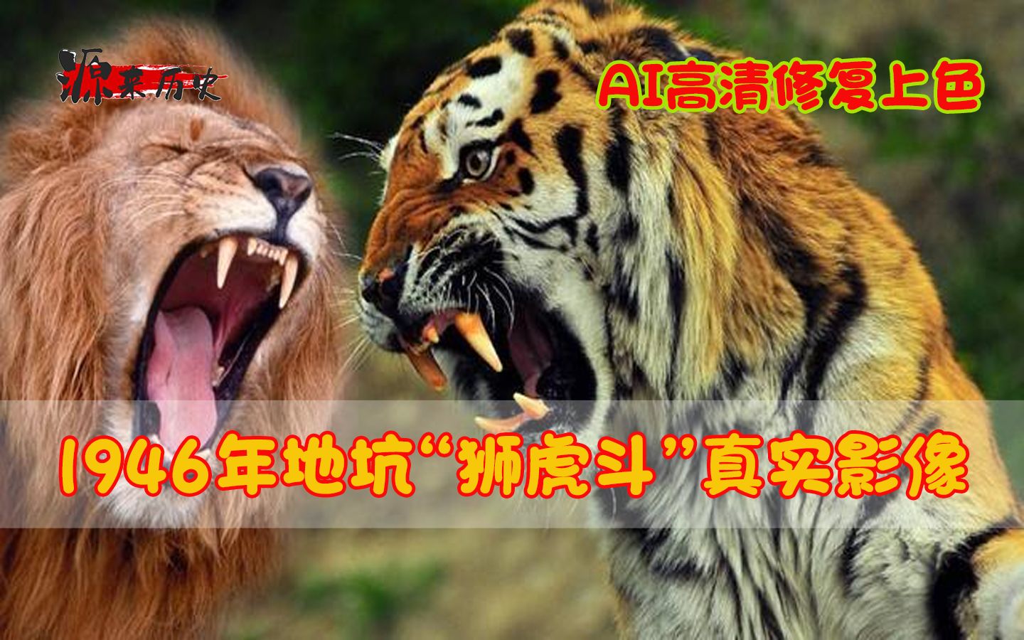 1946年地坑狮虎斗真实影像,英国人特意安排,究竟谁更胜一筹