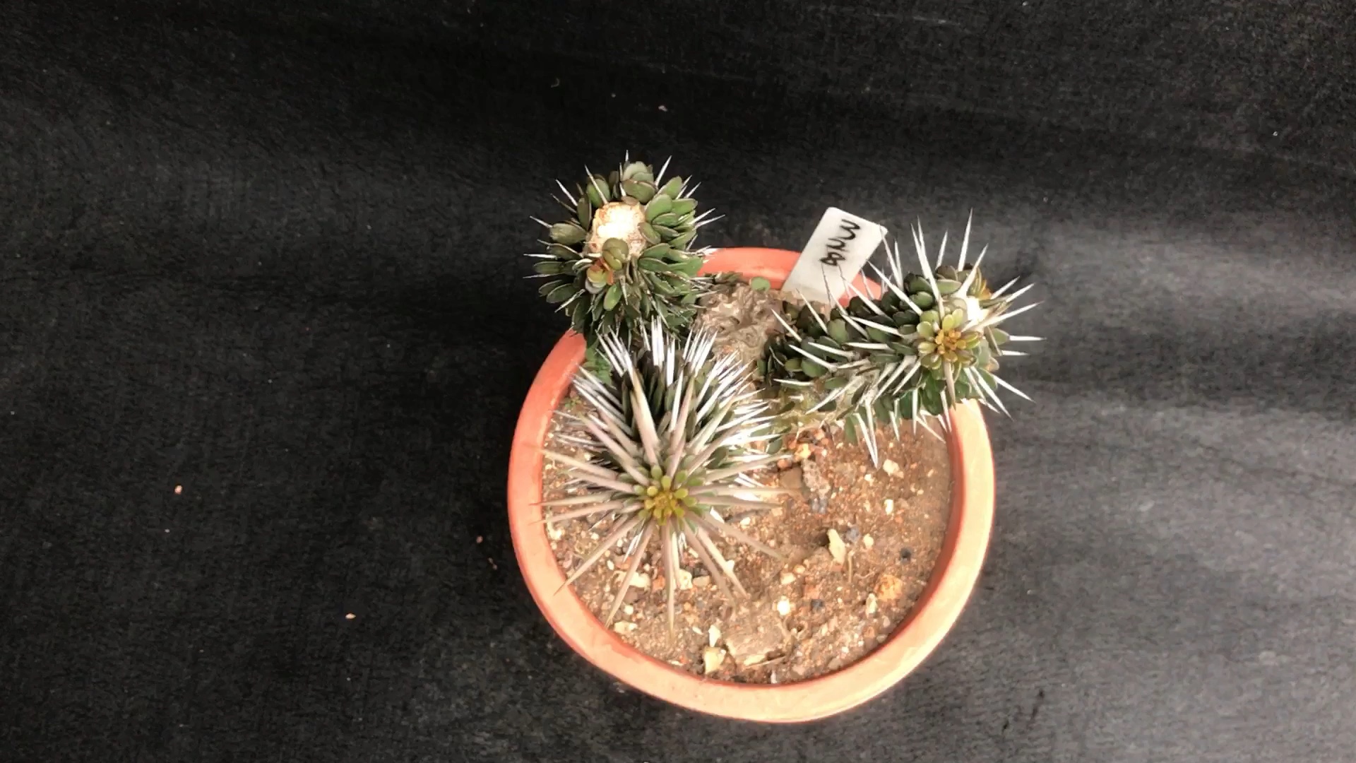 龙树科植物#地狱魔针