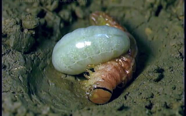 [图]姬蜂幼虫吸食毛虫，化茧变为成虫