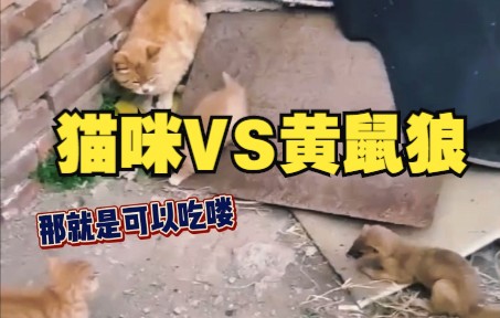 [图]猫咪：我在等CD，你在等什么？