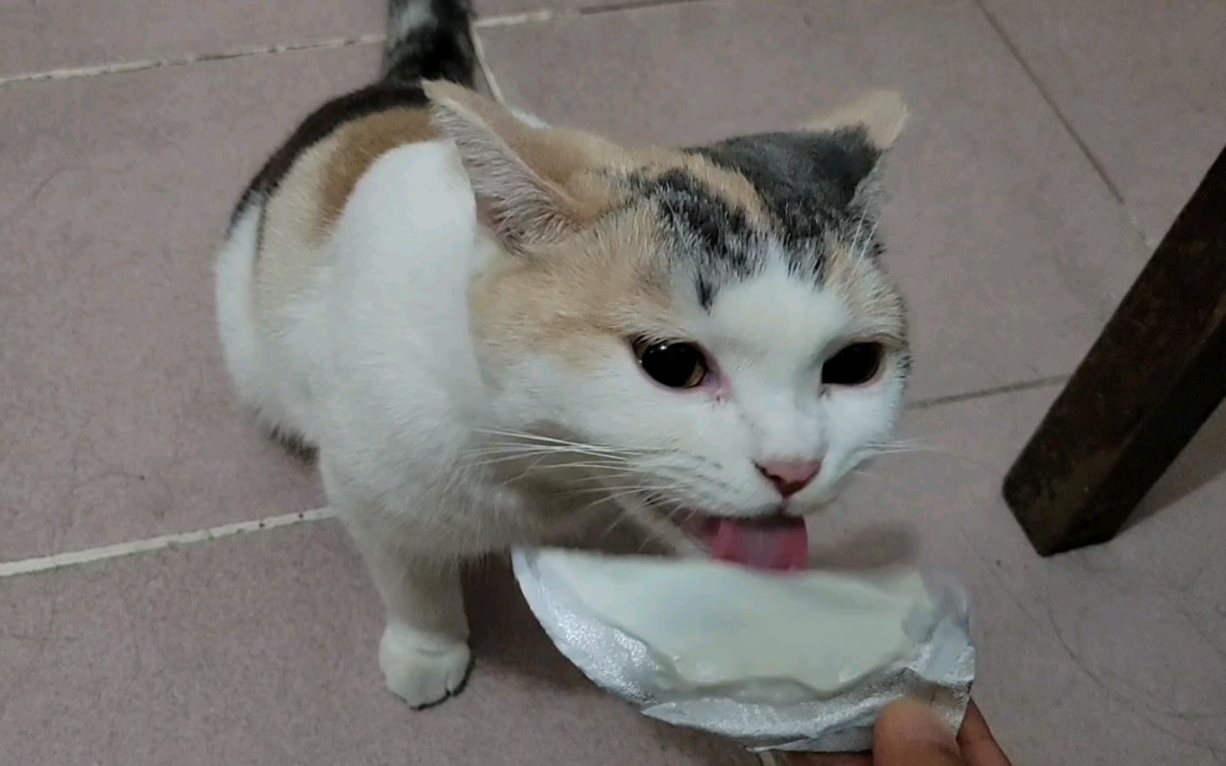 有人要看小猫咪舔酸奶盖吃播的嘛