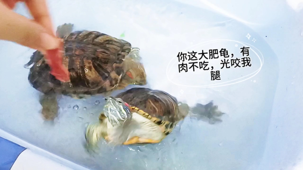 巴西龟为什么不吃东西会不会饿死为什么在线 巴西龟为什么不吃东西会不会饿死为什么在线