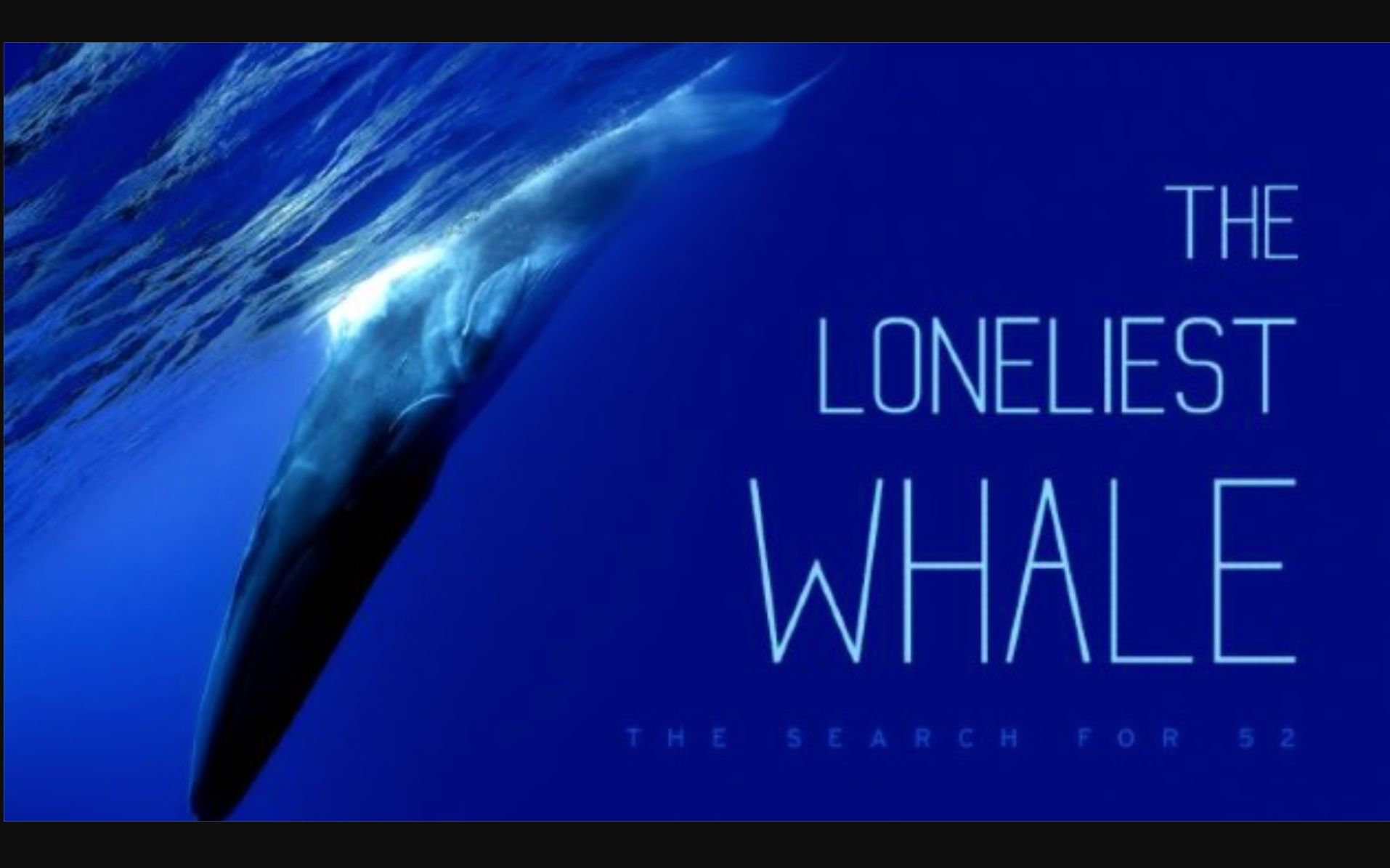 [图]最孤独的鲸：寻找52 The Loneliest Whale The Search For 52