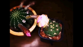 多肉 仙人球开花粉花短毛丸 拍了一晚上 早上起来收图 哔哩哔哩 つロ干杯 Bilibili