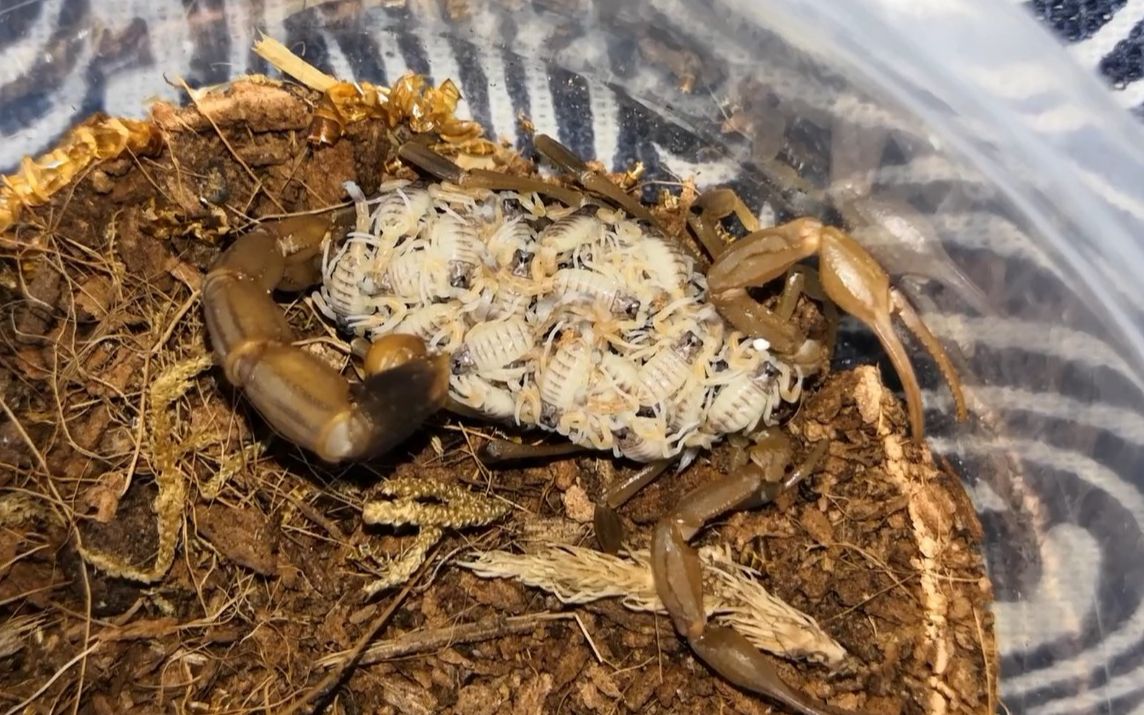 到夏天就到了蝎子繁殖的旺季,小蝎子我繁殖了几百只,秋天前放生_哔哩