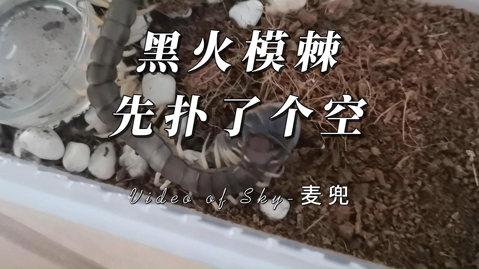 黑火模棘,弹射扑空了