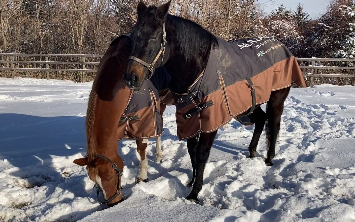 [图]一起愉快在雪里找草吃的绯红女士和赏东瀛