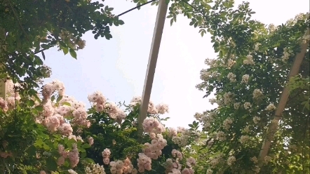 玄武湖的蔷薇花长廊