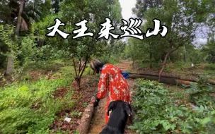 Video herunterladen: 日本京都｜夏季东山园林的果子们——丰水梨，灵芝，黑木耳，李子，苦瓜，香瓜，枣，太秋柿，无花果，蓝莓等等，开始疯狂的吸收养分，使劲的长个儿。园林也开始热闹起来了！