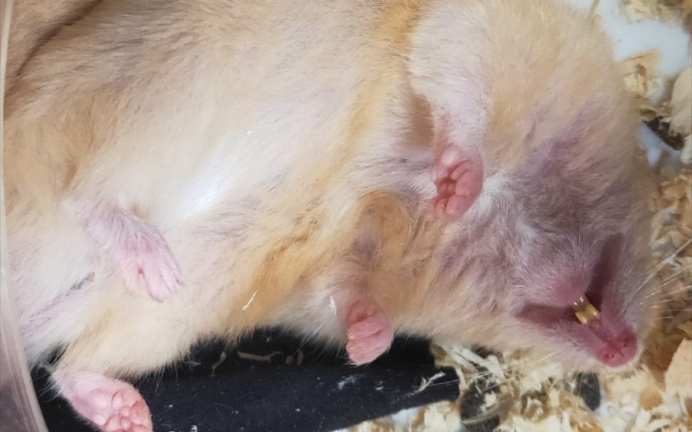 当一只仓鼠睡的很死会被同伴怎样