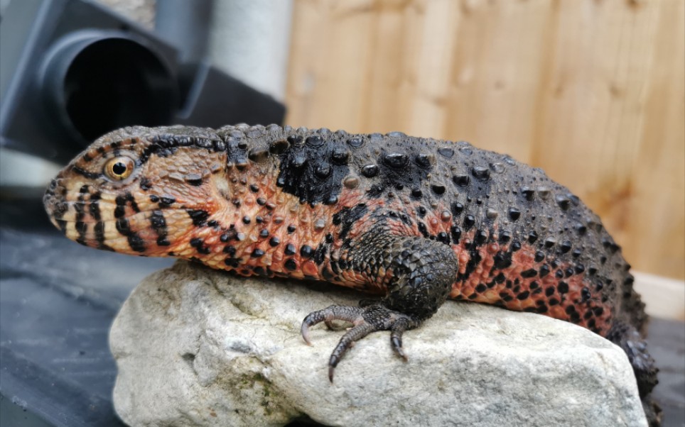 瑶山鳄蜥 中国亚种 5岁成体(国外)