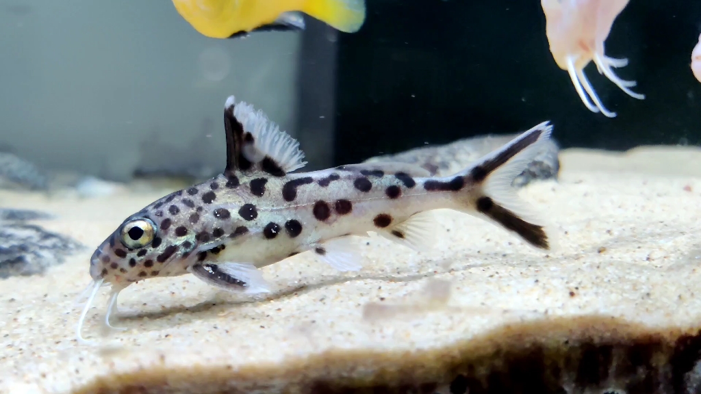 坦噶尼喀湖 白金豹皮