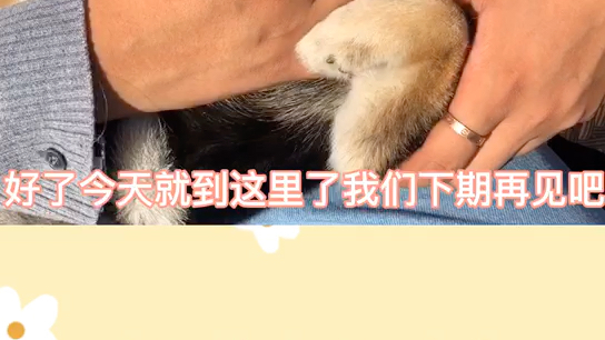 黑色柴犬的价格哔哩哔哩bilibili