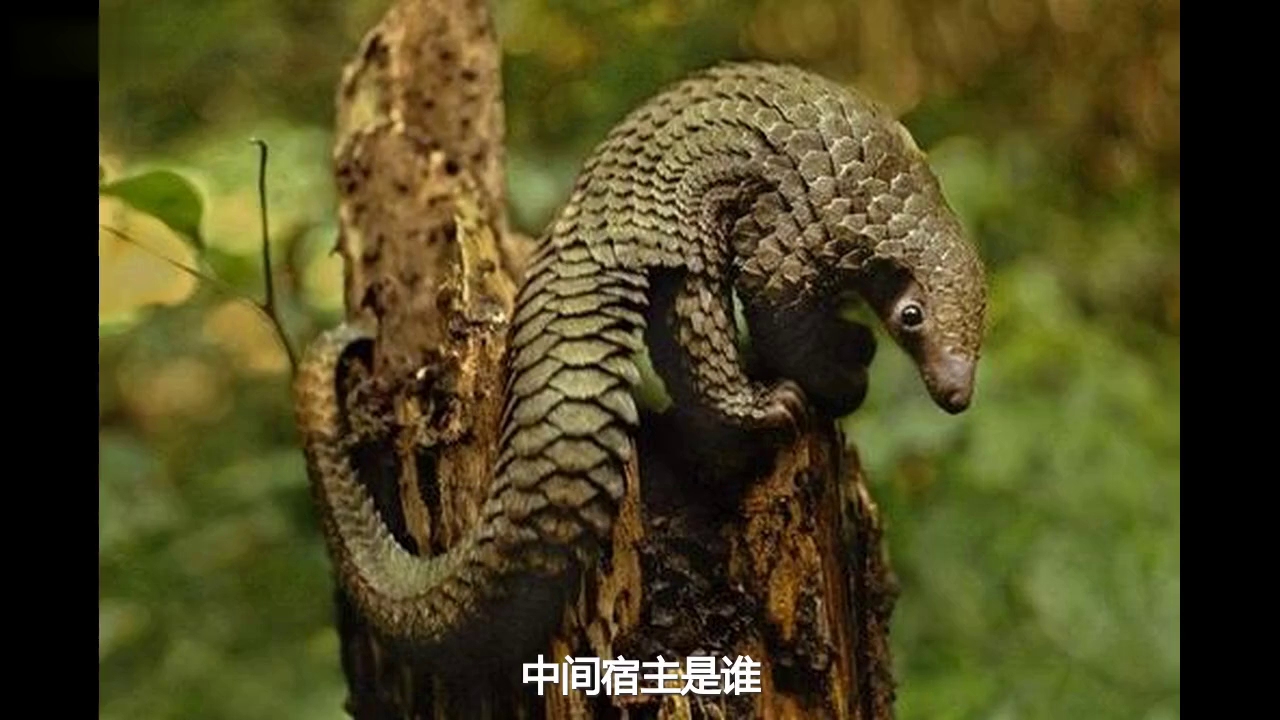 穿山甲体内毒株,与新型冠状毒株相似度达到99%