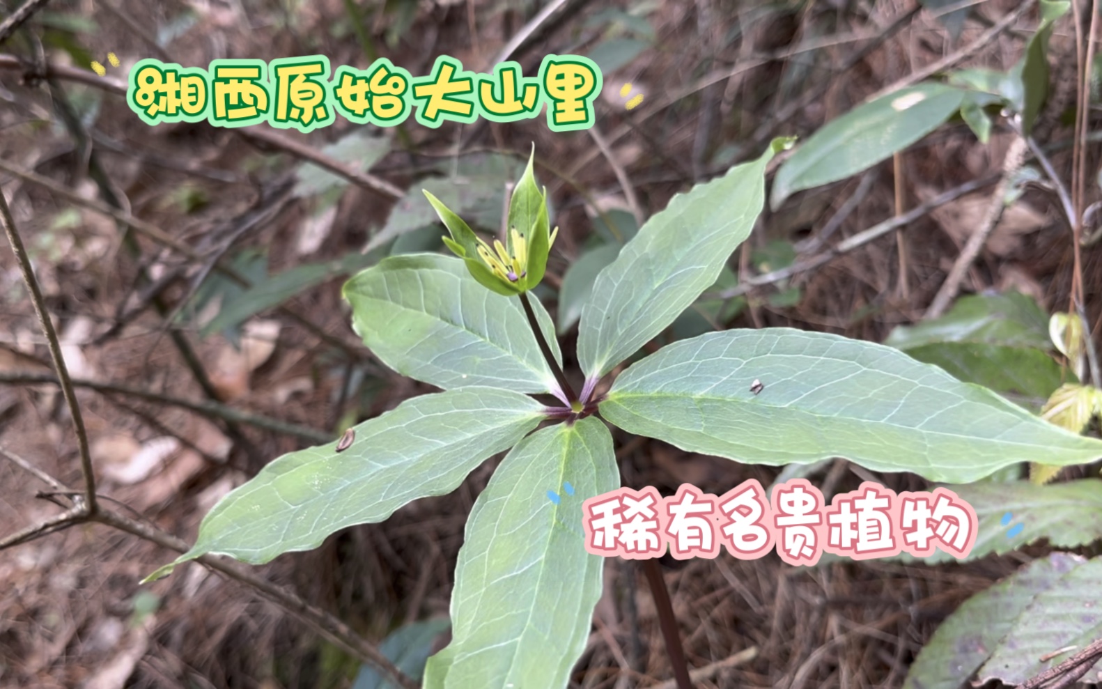 在湘西原始大山里,发现很多稀有名贵植物,看完长知识哔哩哔哩bilibili