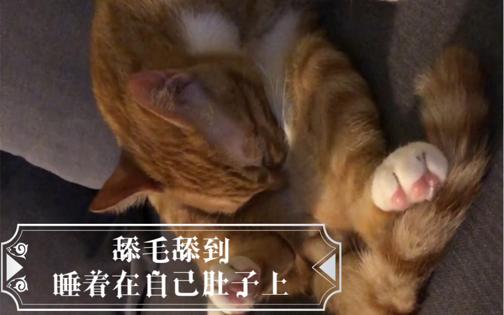 [图]惊！橘猫舔毛舔一半睡着在自己肚子上！