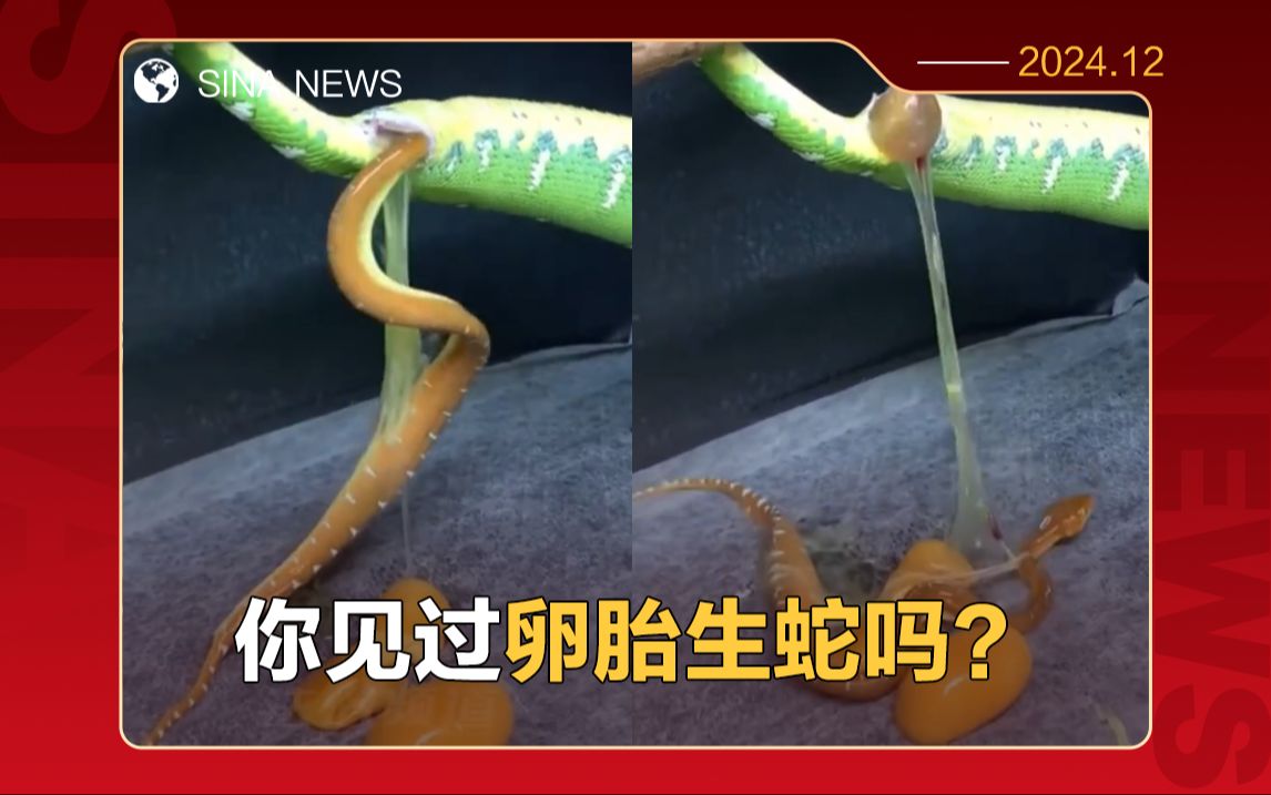 蛇不是卵生动物吗,怎么还能直接生宝宝