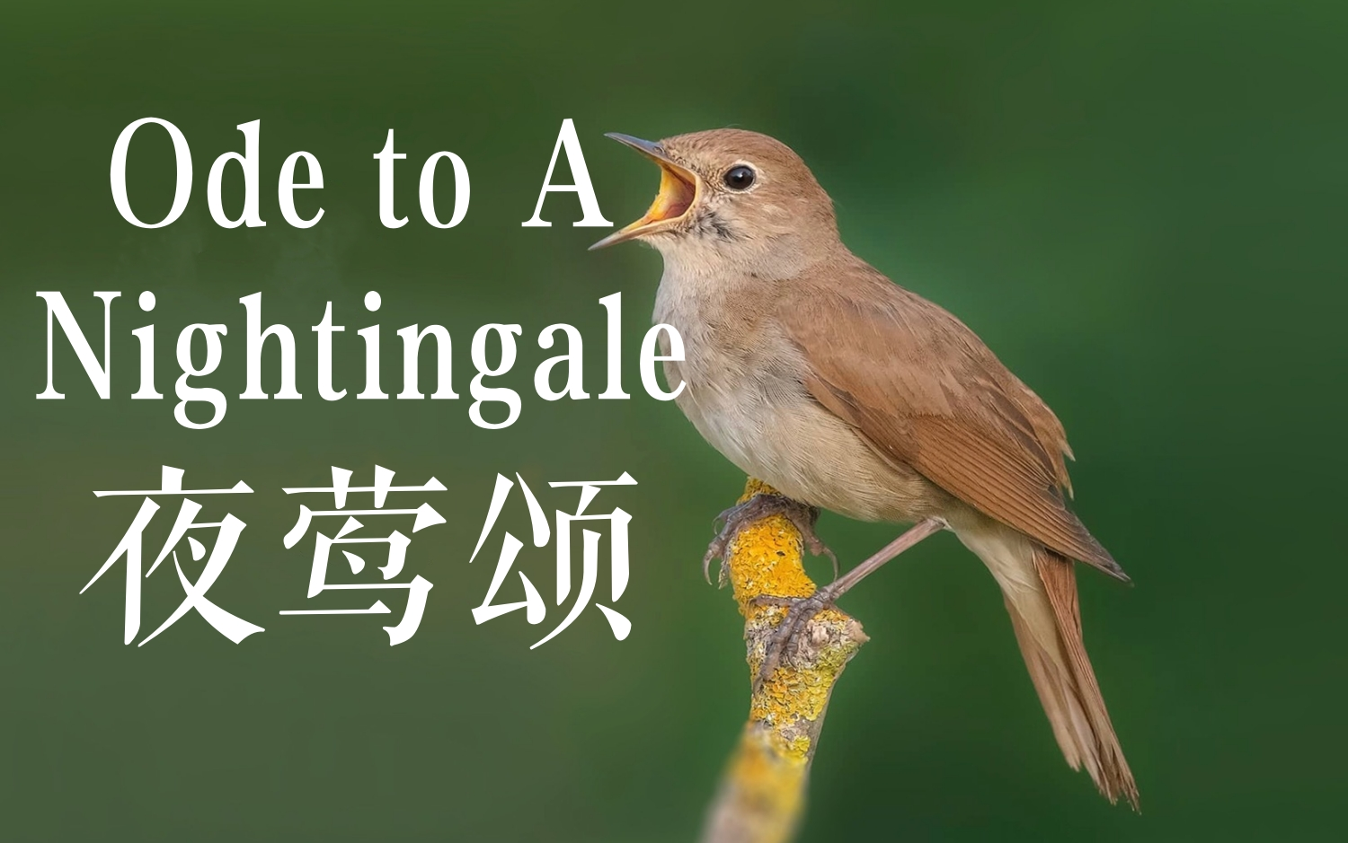 四位英国影星 | 朗读诗歌《夜莺颂》(Ode to A Nightingale)【中英字幕】哔哩哔哩bilibili