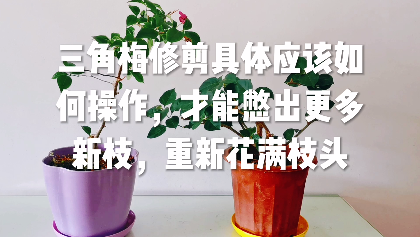 [图]三角梅修剪具体应该如何操作，才能憋出更多新枝，重新花满枝头