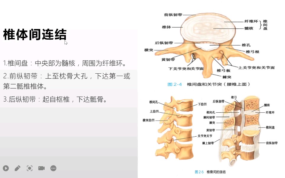 系统解剖学躯干骨的连结之脊柱(重点知识的理解和记忆)哔哩哔哩bilibili